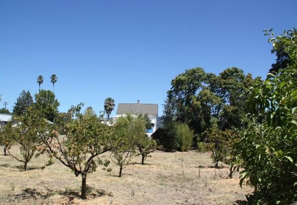 Orchard. (Image via North County Properties)