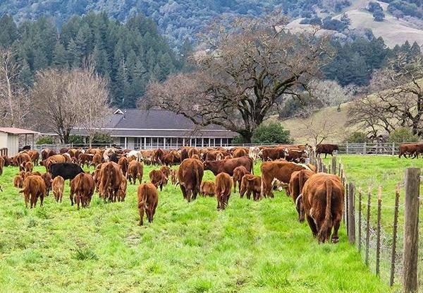 Livestock on the ranch. (Photo courtesy of Coldwell Banker)